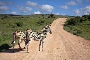 Flight Adventure from Zanzibar to Nyerere NP: 2 Days 1 Night