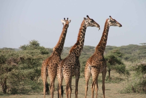 Flight Adventure from Zanzibar to Nyerere NP: 2 Days 1 Night