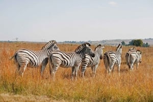 Flight Adventure from Zanzibar to Nyerere NP: 2 Days 1 Night