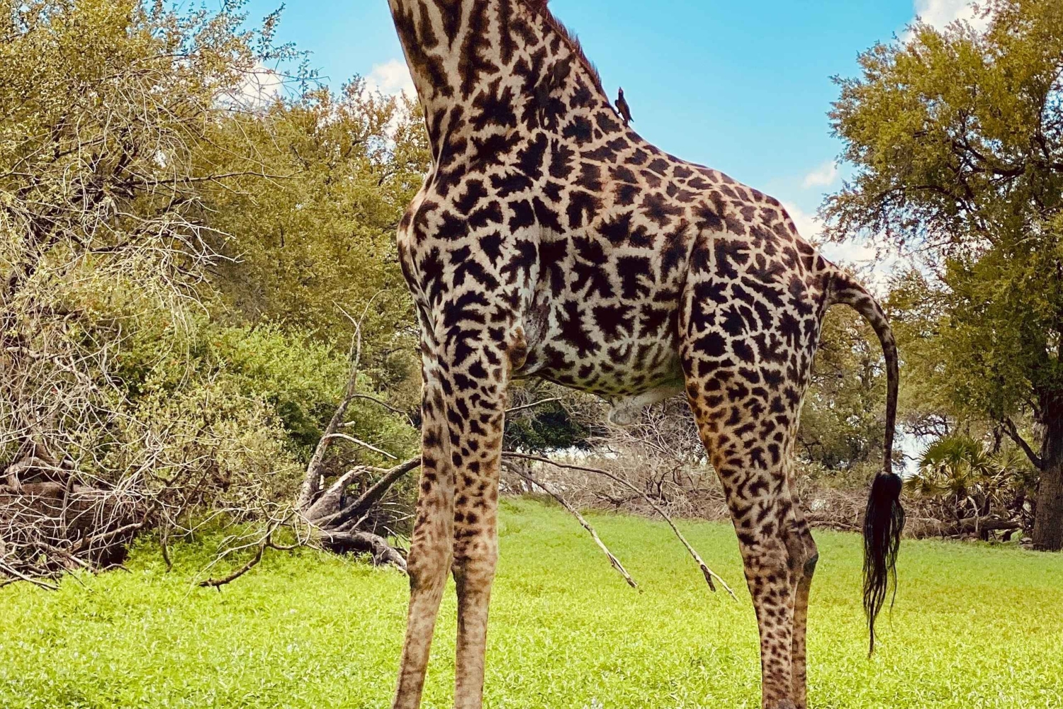 Fra Zanzibar: Dagsudflugt på safari