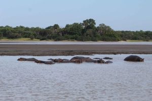 Fra Zanzibar: Dagsudflugt på safari