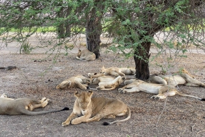 Fra Zanzibar: Dagsudflugt på safari