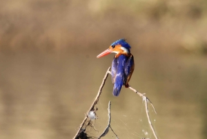 Fra Zanzibar: Dagsudflugt på safari
