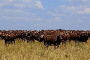 From Arusha: 11 Day Lake Hopping Safari