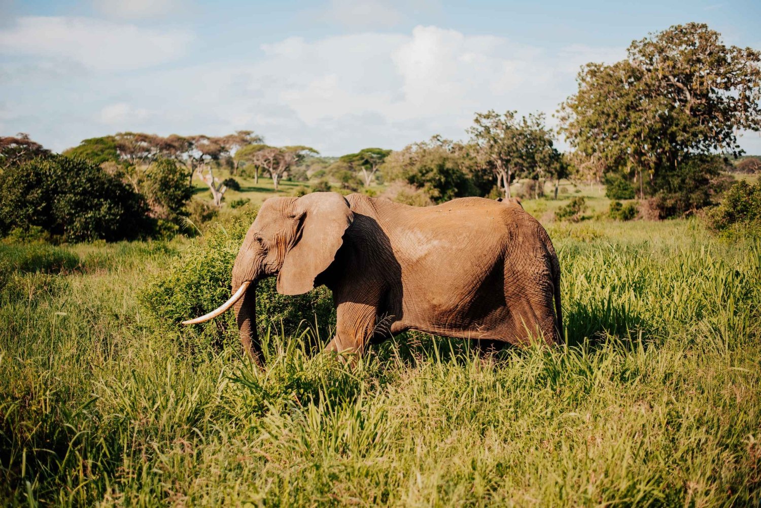 From Arusha: 12-Day Safari and Beach Luxury Tour