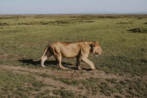 A partir de Arusha: Safári de 12 dias e excursão de luxo à praia