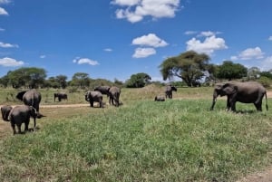 A partir de Arusha: Safári de 12 dias e excursão de luxo à praia