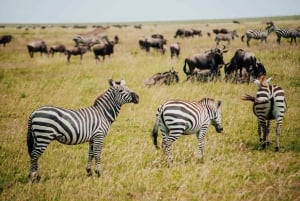 A partir de Arusha: Safári de 12 dias e excursão de luxo à praia