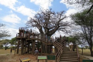 A partir de Arusha: Safári de 12 dias e excursão de luxo à praia