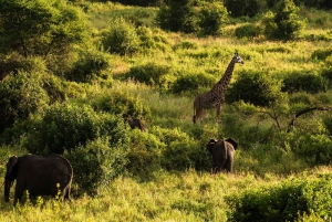 From Arusha: 2-Day Safari Through Tarangire and Lake Manyara