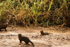 From Arusha: 2-Day Safari Through Tarangire and Lake Manyara