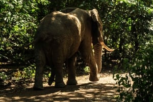 From Arusha: 2-Day Safari Through Tarangire and Lake Manyara