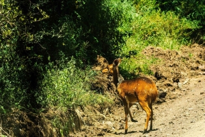 From Arusha: 2-Day Safari Through Tarangire and Lake Manyara