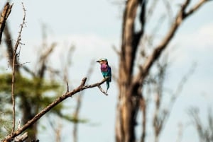 From Arusha: 2-Day Safari Through Tarangire and Lake Manyara