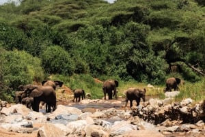 From Arusha: 2-Day Safari Through Tarangire and Lake Manyara