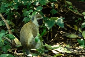 From Arusha: 2-Day Safari Through Tarangire and Lake Manyara
