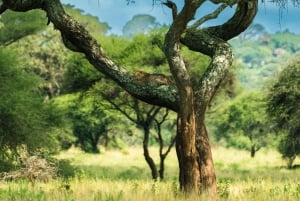 From Arusha: 2-Day Safari Through Tarangire and Lake Manyara