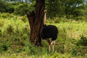 From Arusha: 2-Day Safari Through Tarangire and Lake Manyara