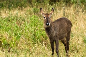 From Arusha: 2-Day Safari Through Tarangire and Lake Manyara