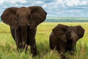 From Arusha: 2-Day Safari Through Tarangire and Lake Manyara