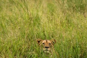 From Arusha: 2-Day Safari Through Tarangire and Lake Manyara