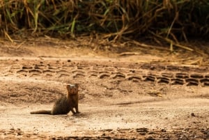 From Arusha: 2-Day Safari Through Tarangire and Lake Manyara