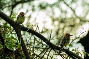 From Arusha: 2-Day Safari Through Tarangire and Lake Manyara