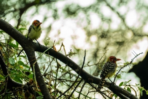 From Arusha: 2-Day Safari Through Tarangire and Lake Manyara
