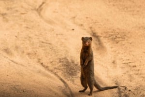 From Arusha: 2-Day Safari Through Tarangire and Lake Manyara