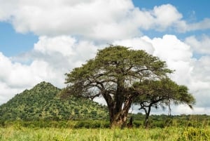 From Arusha: 2-Day Safari Through Tarangire and Lake Manyara