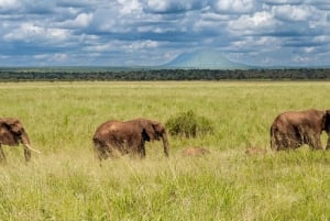 From Arusha: 2-Day Safari Through Tarangire and Lake Manyara