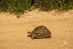 From Arusha: 2-Day Safari Through Tarangire and Lake Manyara