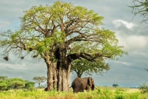 From Arusha: 2-Day Safari Through Tarangire and Lake Manyara