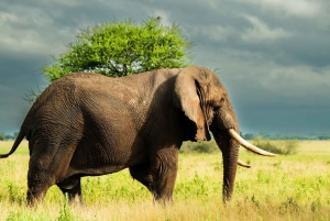 From Arusha: 2-Day Safari Through Tarangire and Lake Manyara