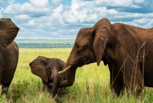 From Arusha: 2-Day Safari Through Tarangire and Lake Manyara