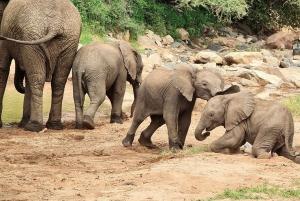 From Arusha: 3-Day Game Drive Tarangire & Ngorongoro Crater