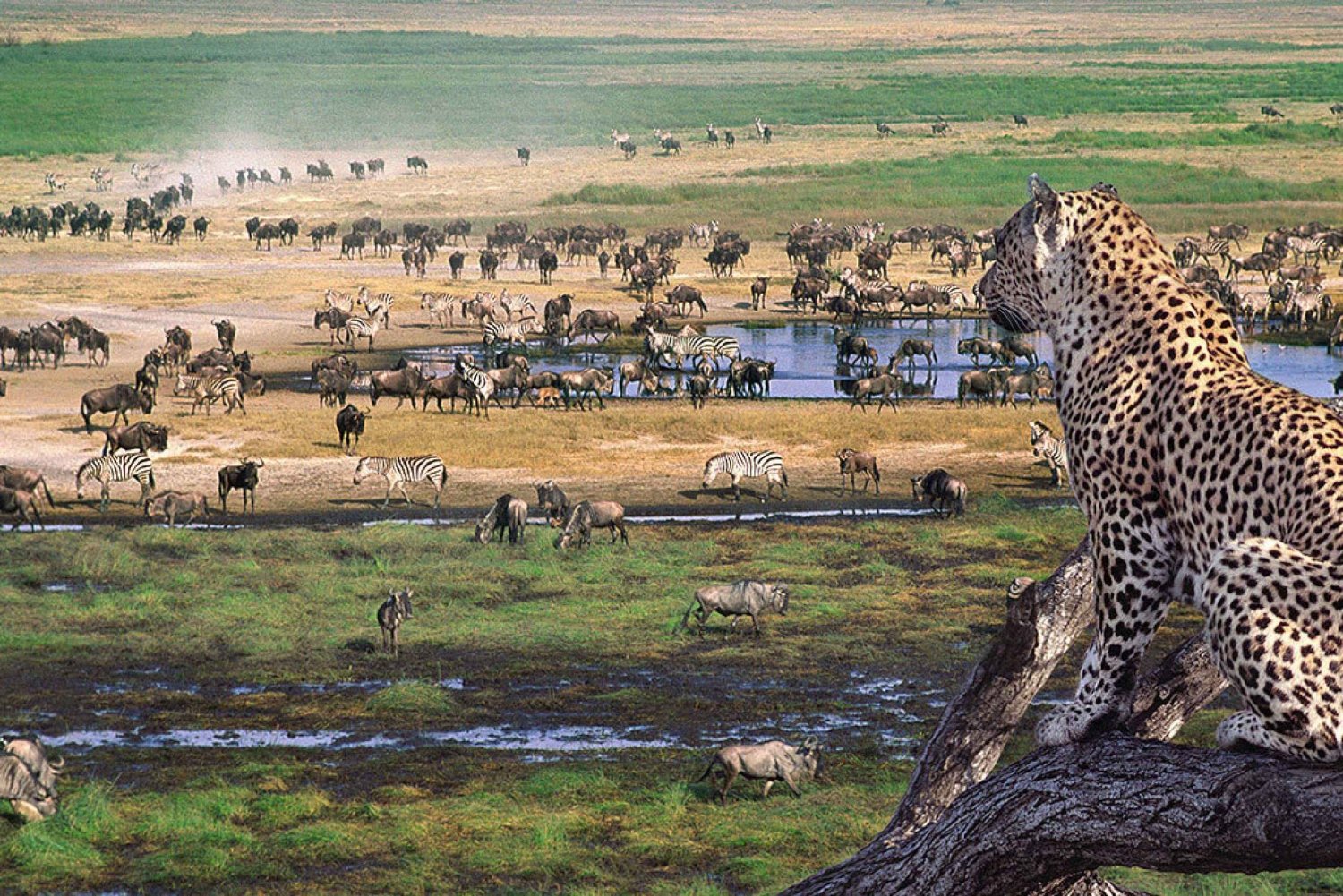Fra Arusha: 3-dagers Tarangire, Ngorongoro og Manyara Safari