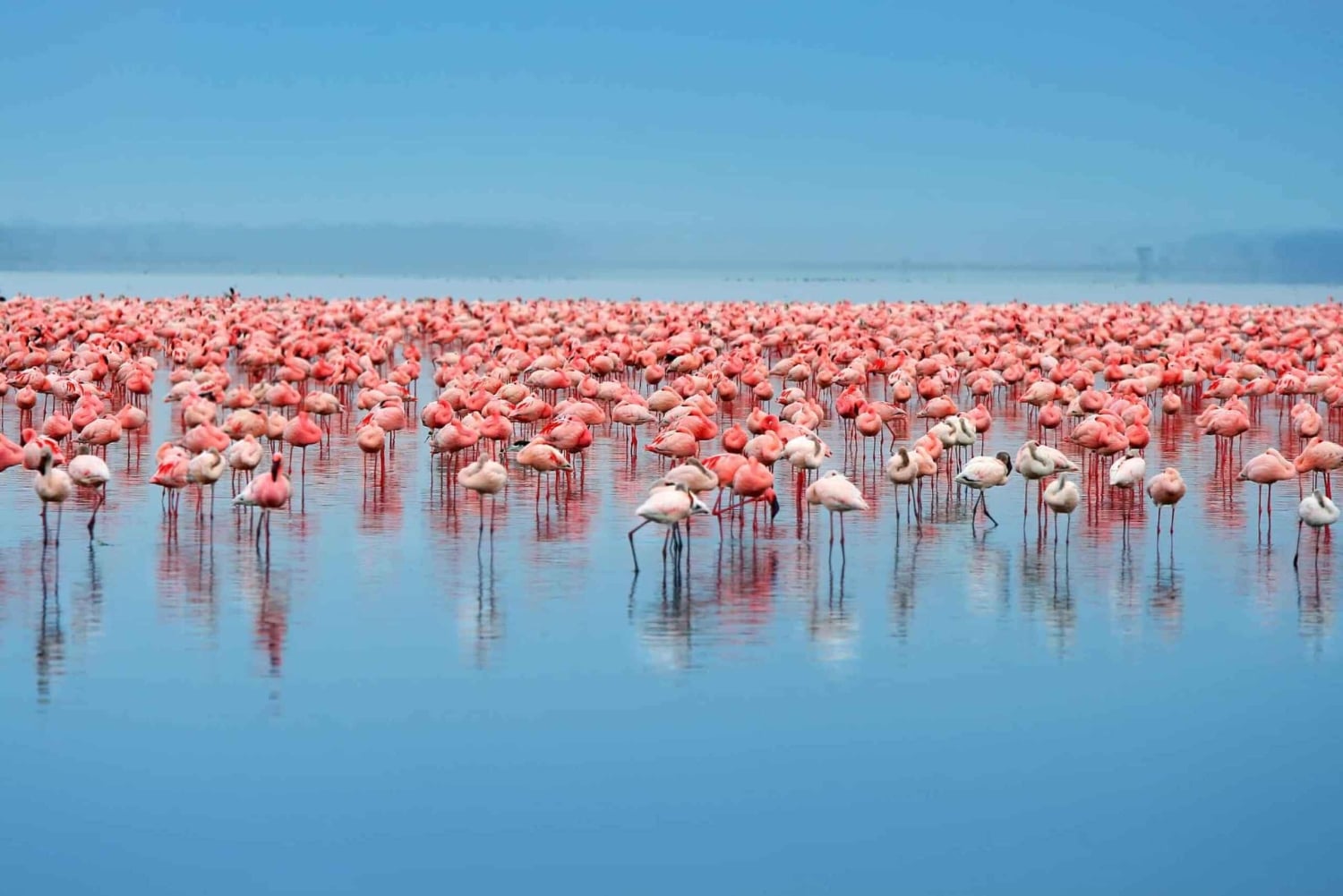 From Arusha: 3-Day Tarangire, Ngorongoro and Manyara Safari