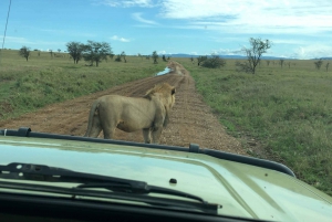 From Arusha: 3-Day Tarangire, Ngorongoro, and Manyara Safari