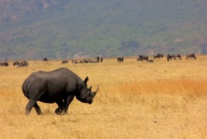 Arushasta: 3 päivän Tarangire, Ngorongoro ja Manyara Safari