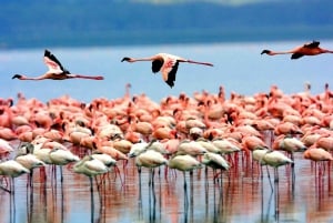 Van Arusha: 3-daagse Tarangire, Ngorongoro en Manyara Safari