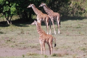 Ab Arusha: 3-tägige Tarangire, Ngorongoro und Manyara Safari