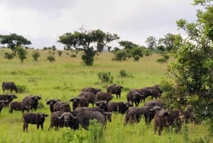 Van Arusha: 3-daagse Tarangire, Ngorongoro en Manyara Safari