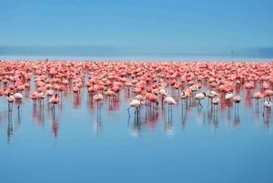 From Arusha: 3-Day Tarangire, Ngorongoro and Manyara Safari