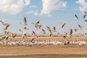 From Arusha: 3-Day Tarangire, Ngorongoro and Manyara Safari