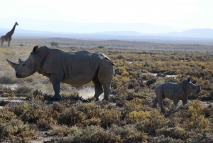 Au départ d'Arusha : Safari de 3 jours à Tarangire, Ngorongoro et Manyara