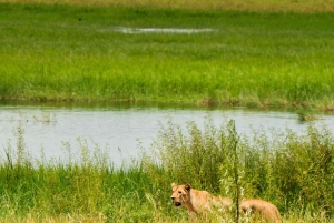 Au départ d'Arusha : Safari de 3 jours à Tarangire, Ngorongoro et Manyara