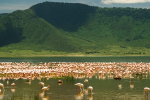Au départ d'Arusha : Safari de 3 jours à Tarangire, Ngorongoro et Manyara