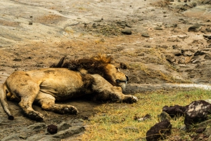 Au départ d'Arusha : Safari de 3 jours à Tarangire, Ngorongoro et Manyara