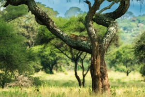 Au départ d'Arusha : Safari de 3 jours à Tarangire, Ngorongoro et Manyara